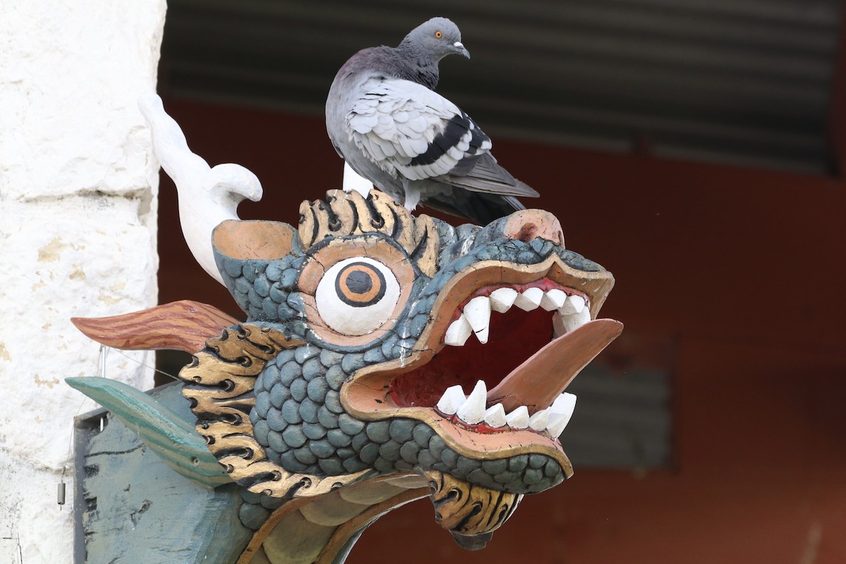 Rock Pigeon (Feral Pigeon) - ML641059426