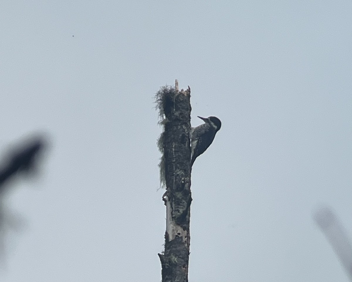 Black-backed Woodpecker - ML641059444