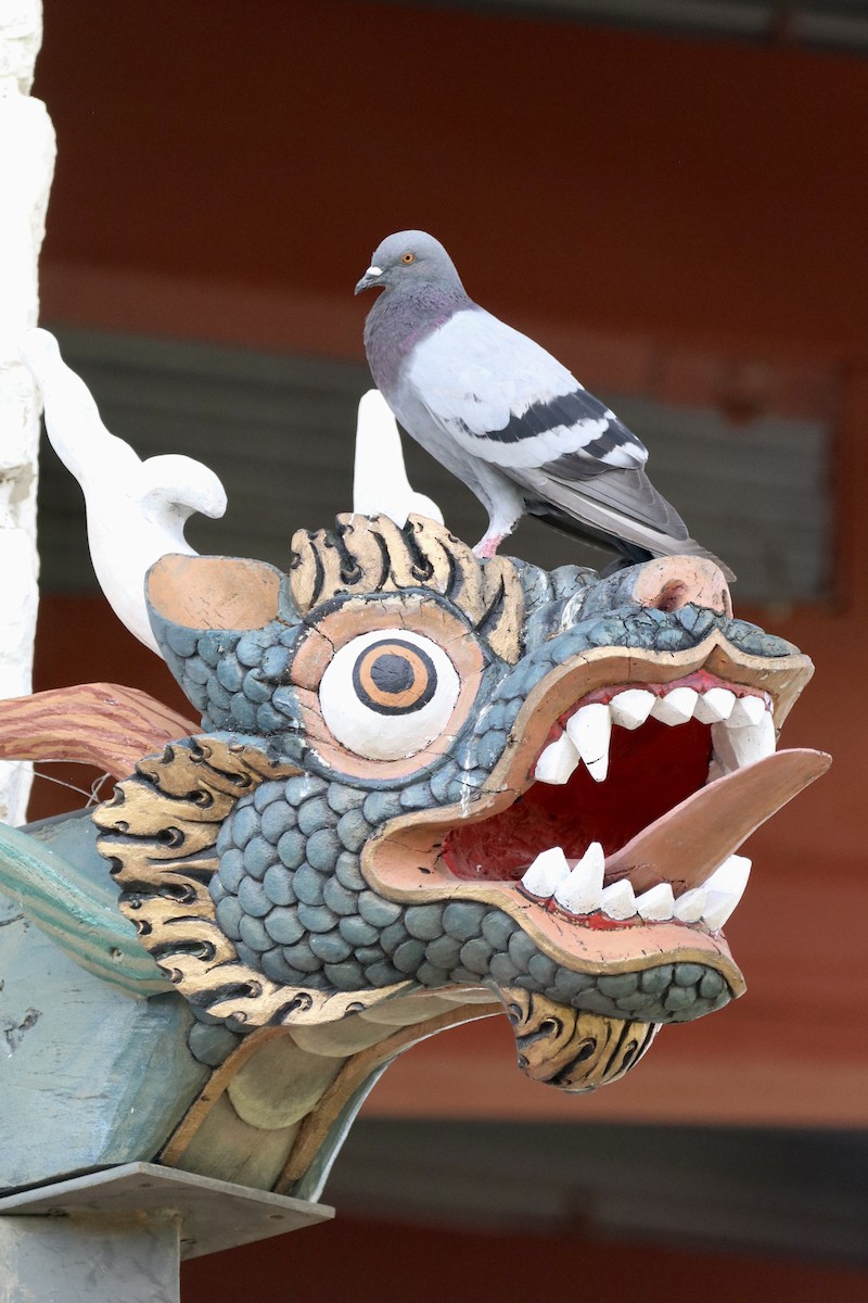 Rock Pigeon (Feral Pigeon) - ML641059461