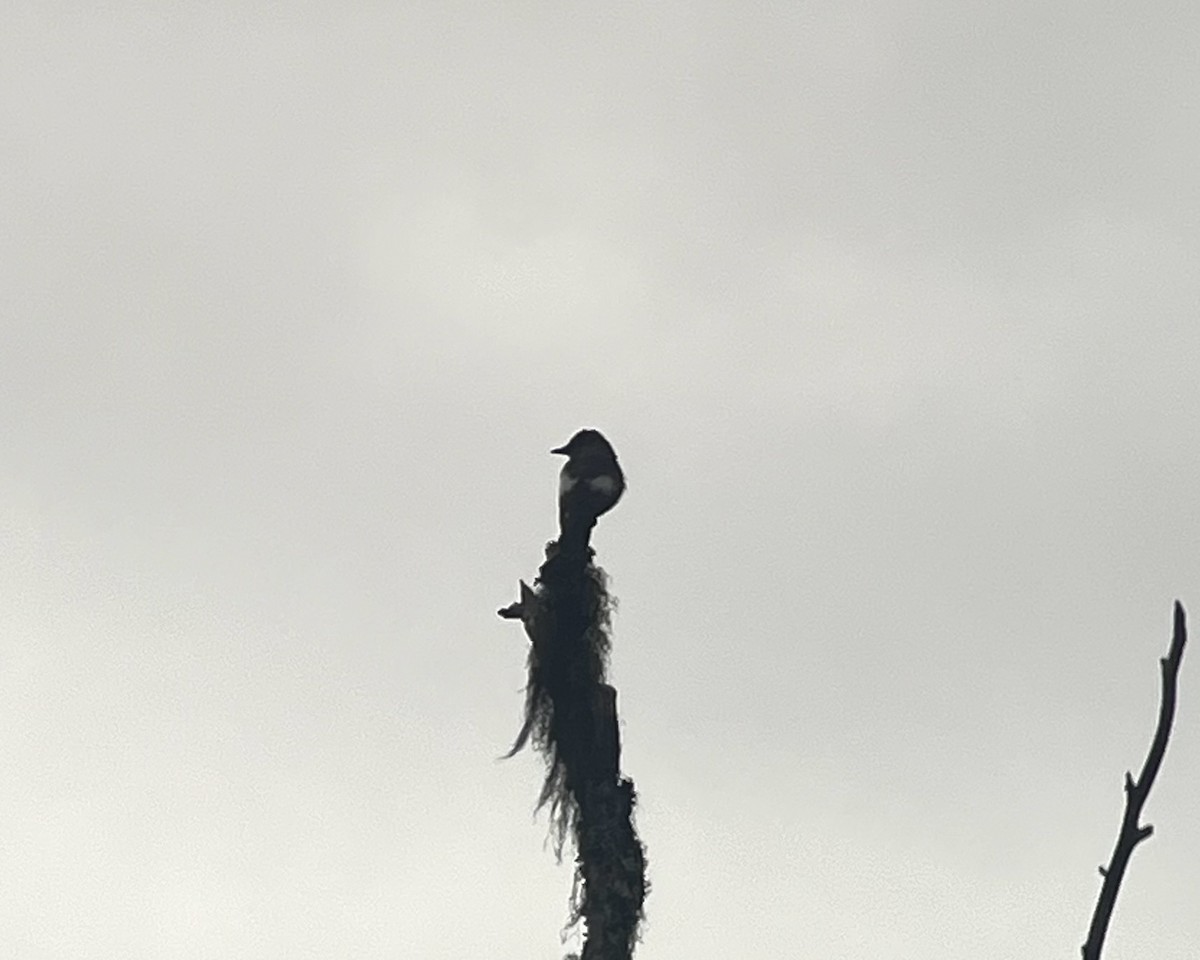 Olive-sided Flycatcher - ML641059463