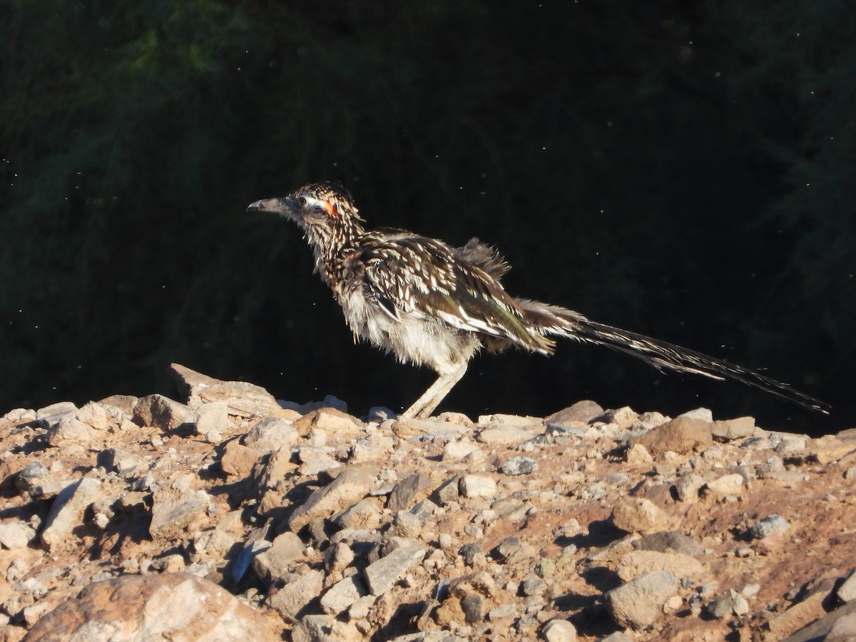 Greater Roadrunner - ML641059465