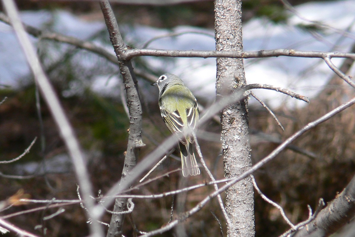 eremittvireo - ML641059542