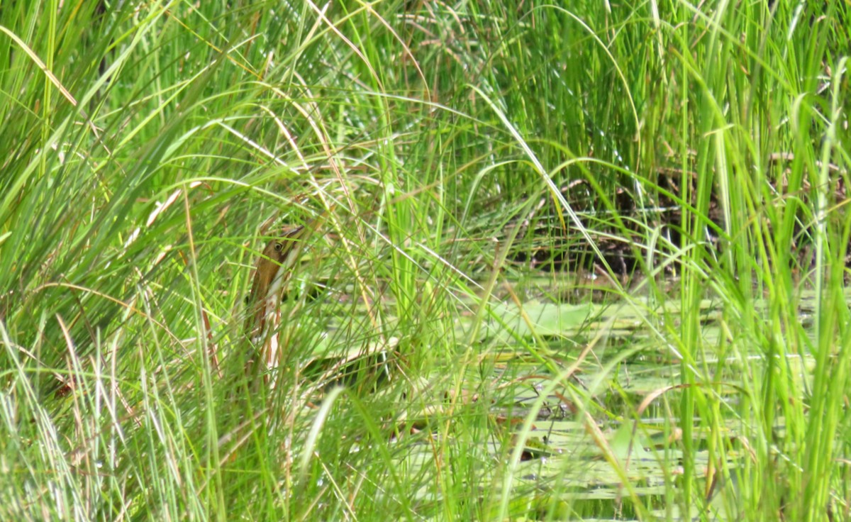 American Bittern - ML641059553
