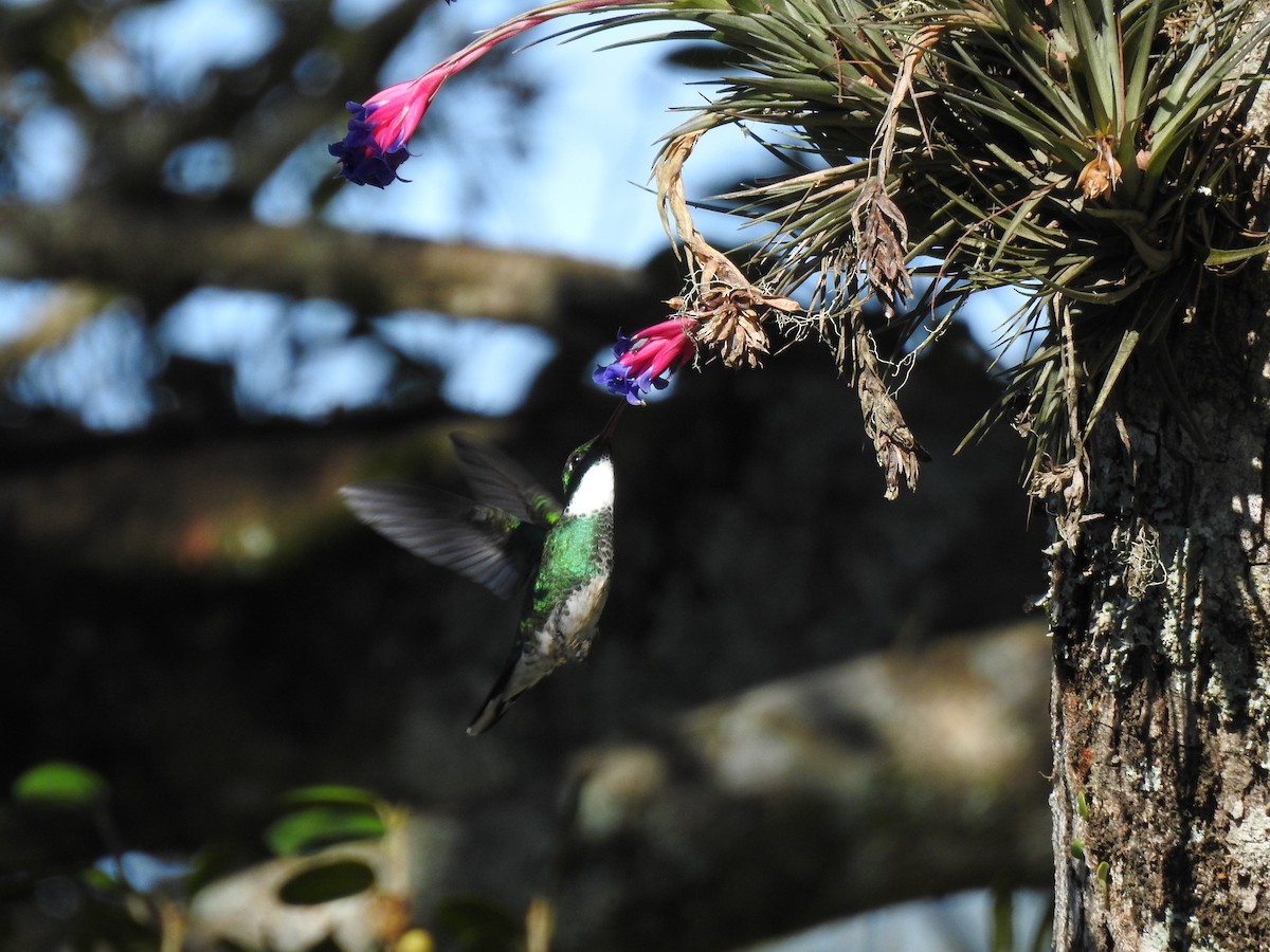 White-throated Hummingbird - ML641059580