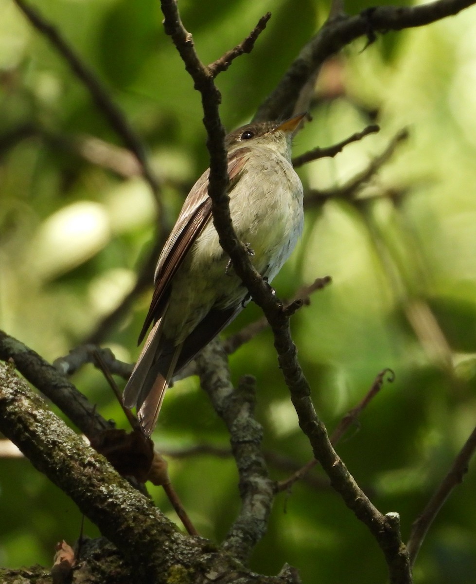 Eastern Wood-Pewee - ML641059601