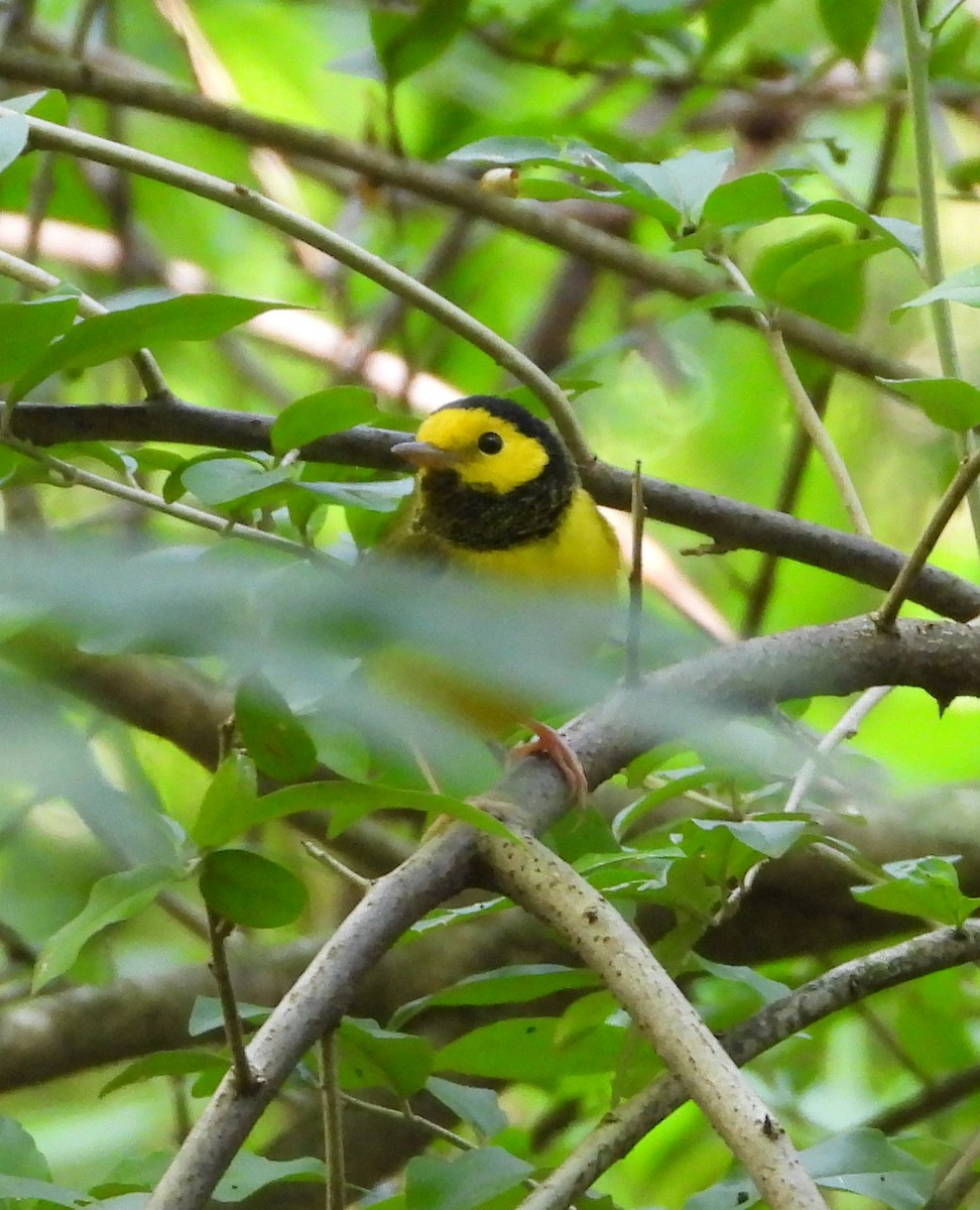 Hooded Warbler - ML641059616