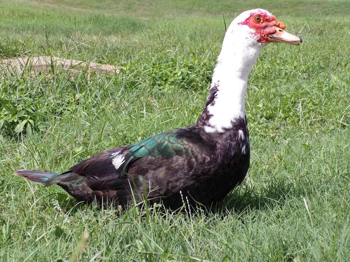 pižmovka americká (domestikovaná) - ML641059620