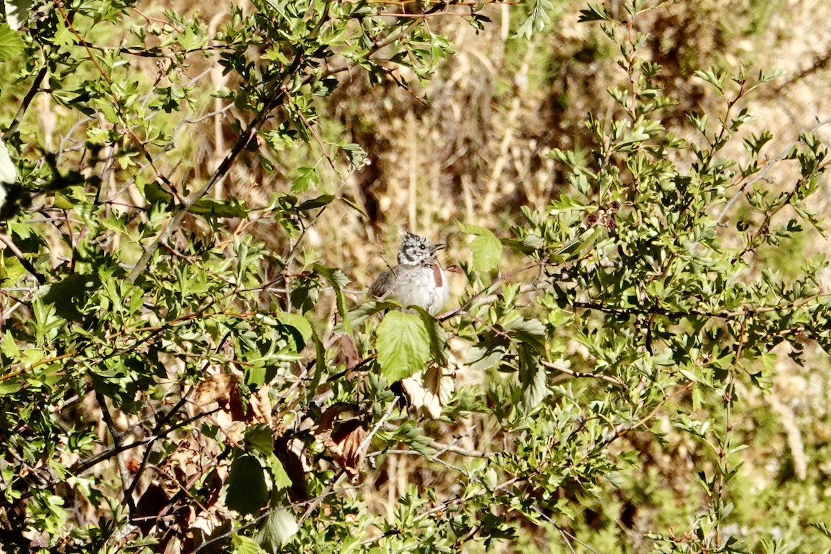 Mésange huppée - ML641059624