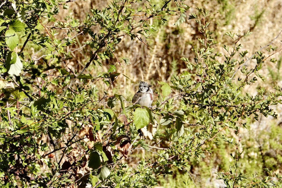 Mésange huppée - ML641059625