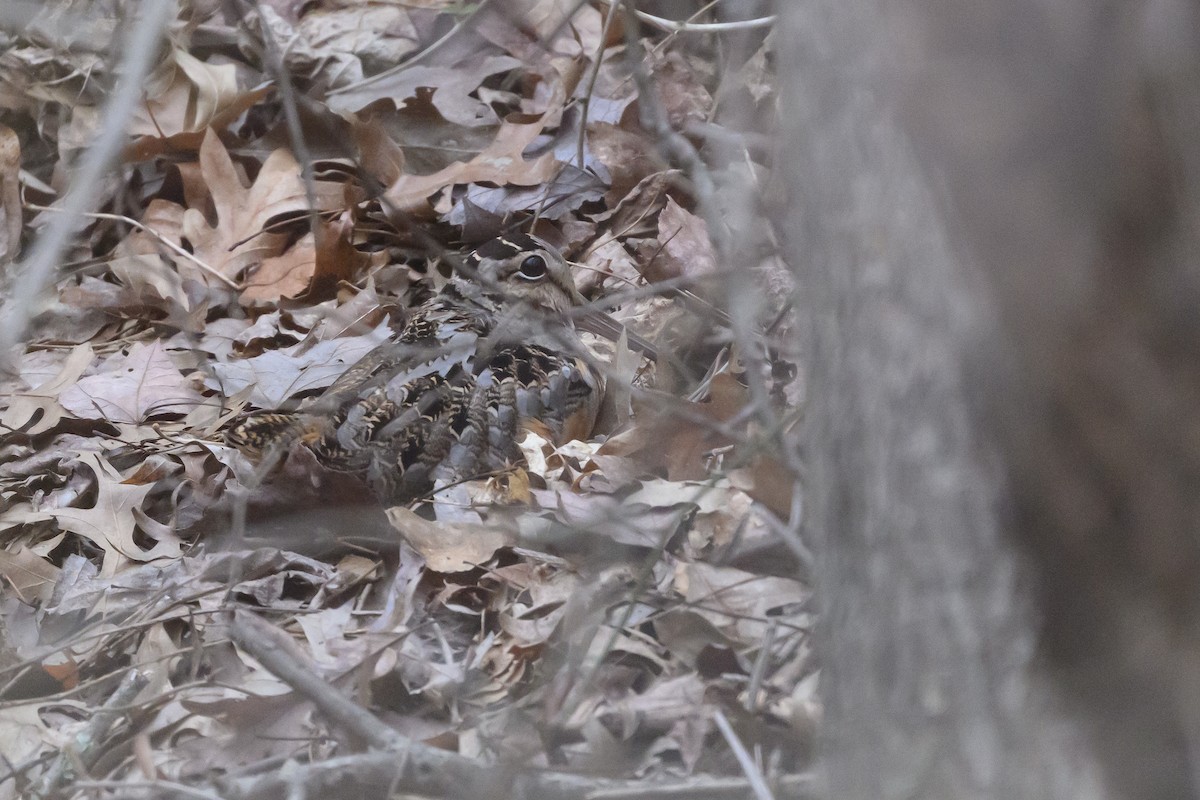 American Woodcock - ML641059679