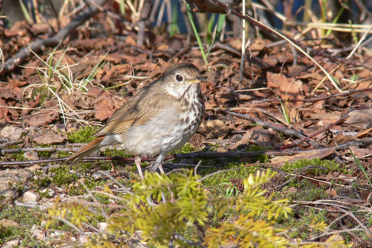 Hermit Thrush - ML641059698