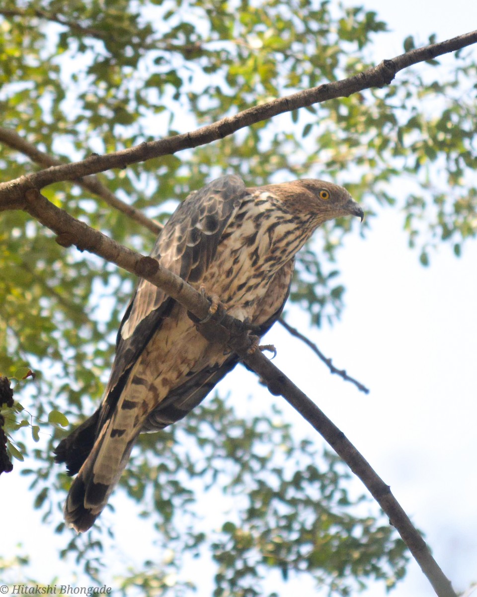 Oriental Honey-buzzard - ML641059713