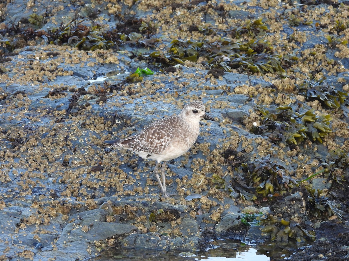 灰斑鴴 - ML641059739