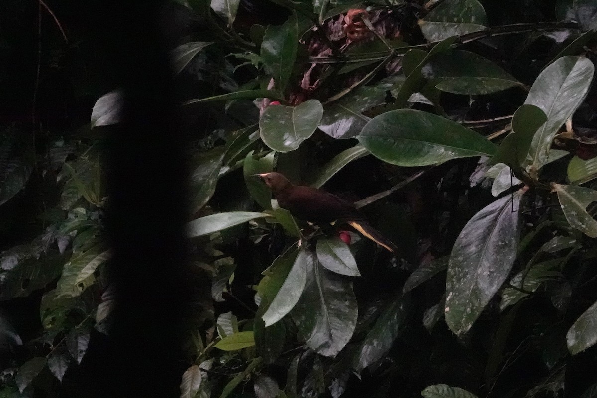 Russet-backed Oropendola (Russet-backed) - ML641059750