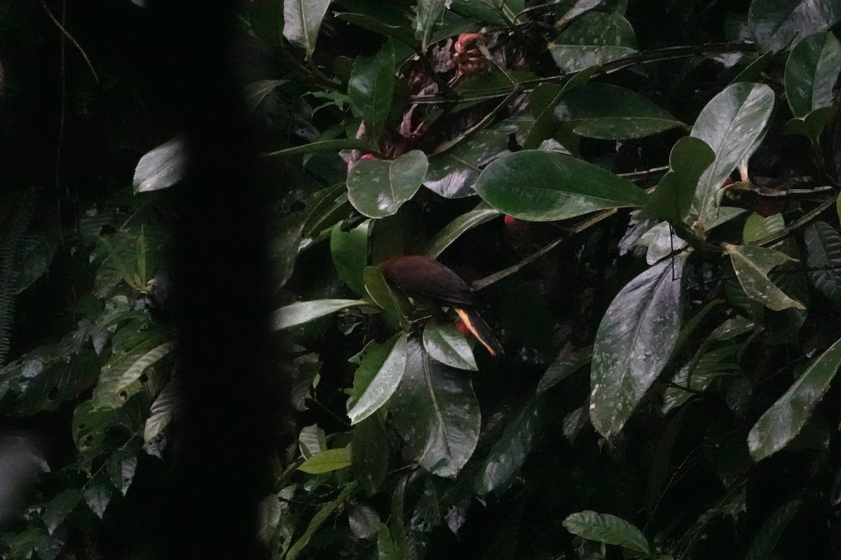 Russet-backed Oropendola (Russet-backed) - ML641059752