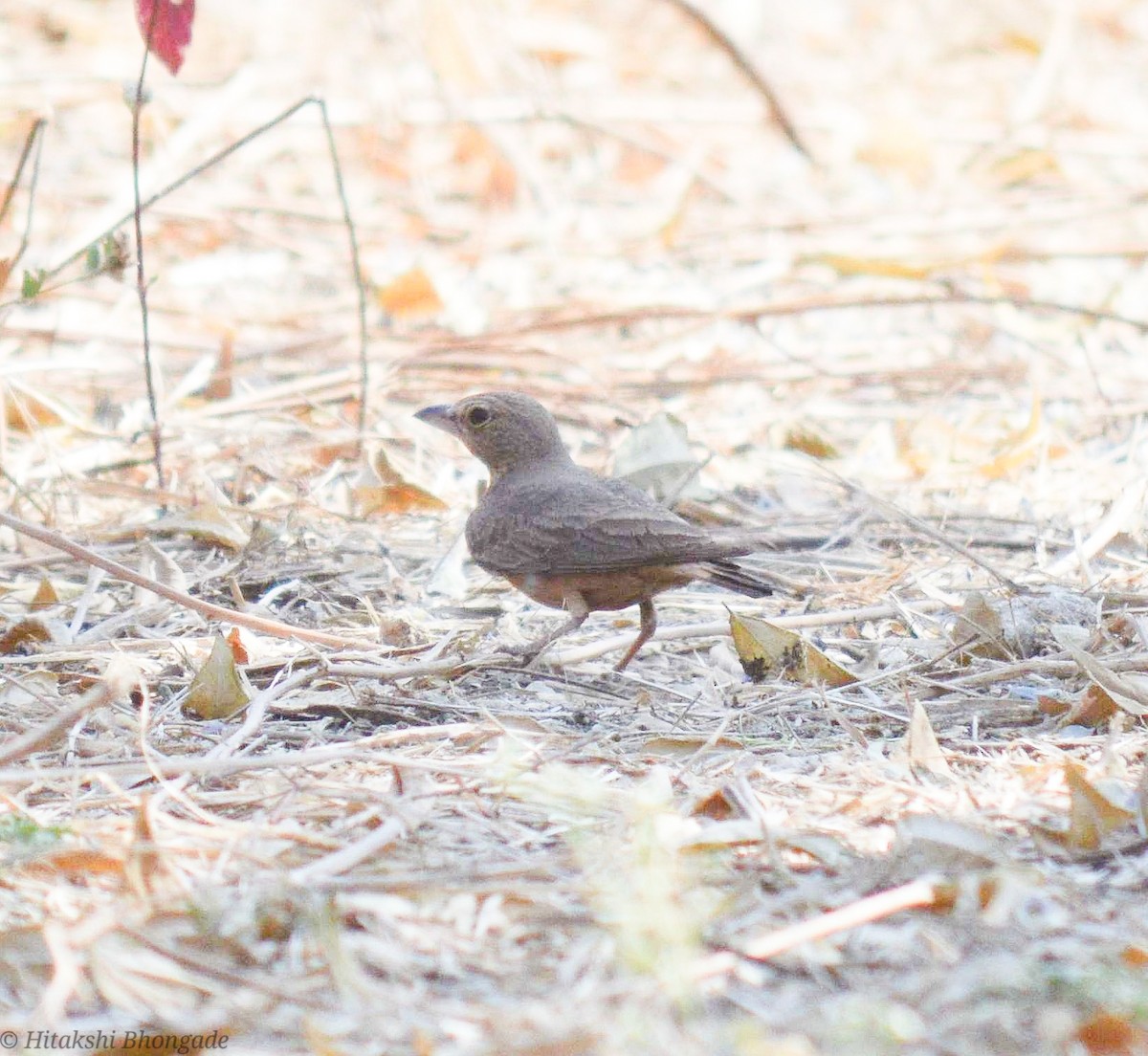 Rufous-tailed Lark - ML641059757