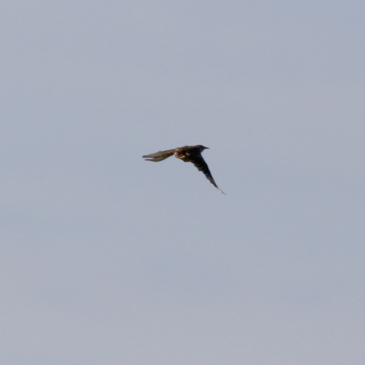 Eastern Meadowlark - ML641059764