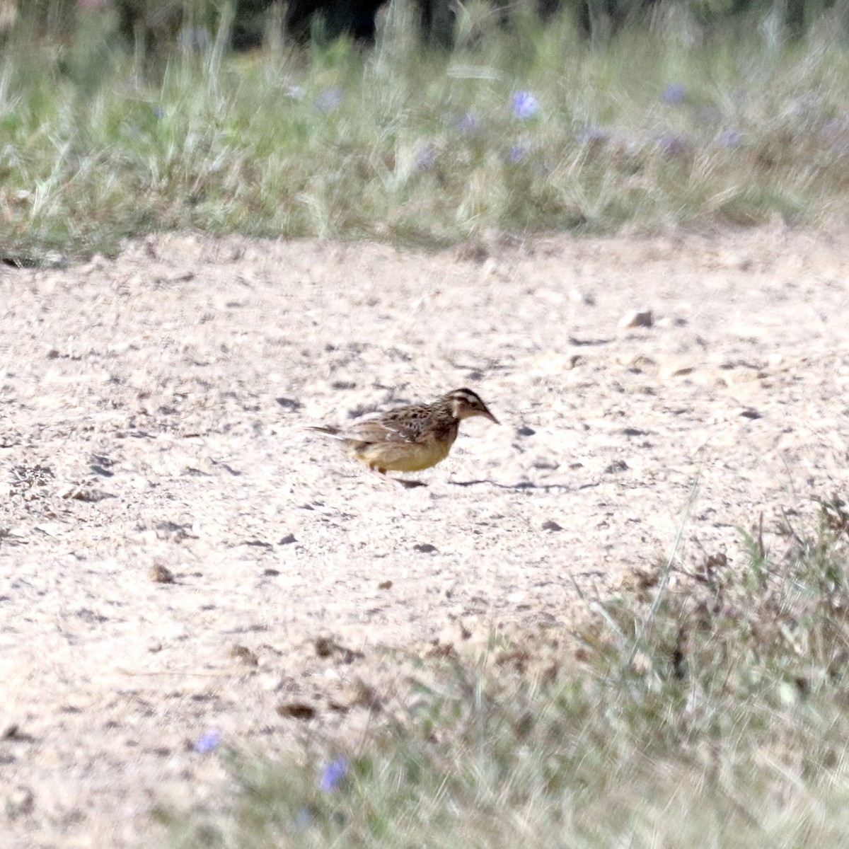Eastern Meadowlark - ML641059765