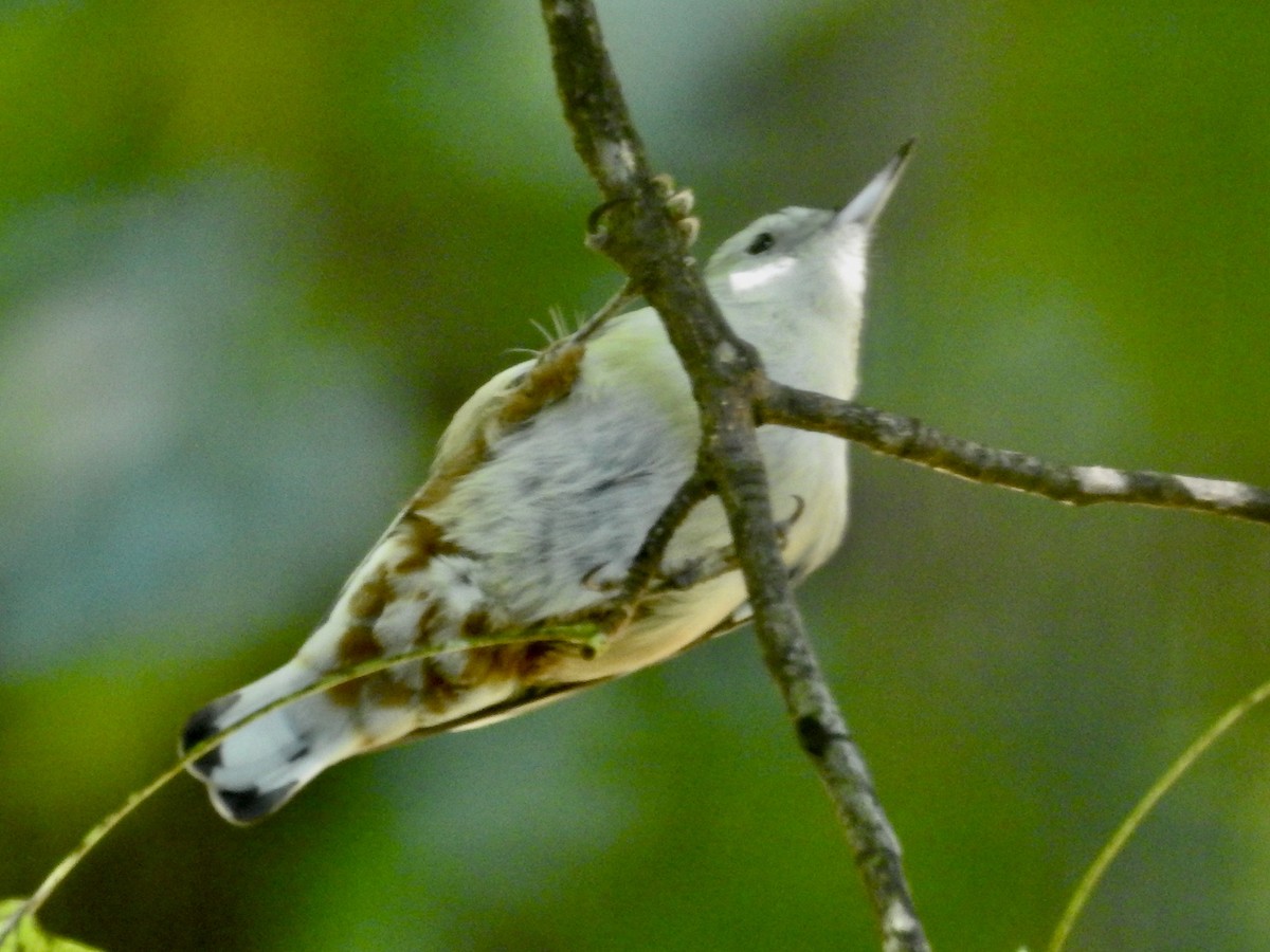 White-breasted Nuthatch - ML641059797