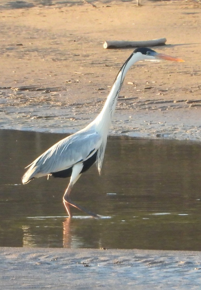 Cocoi Heron - ML641059799
