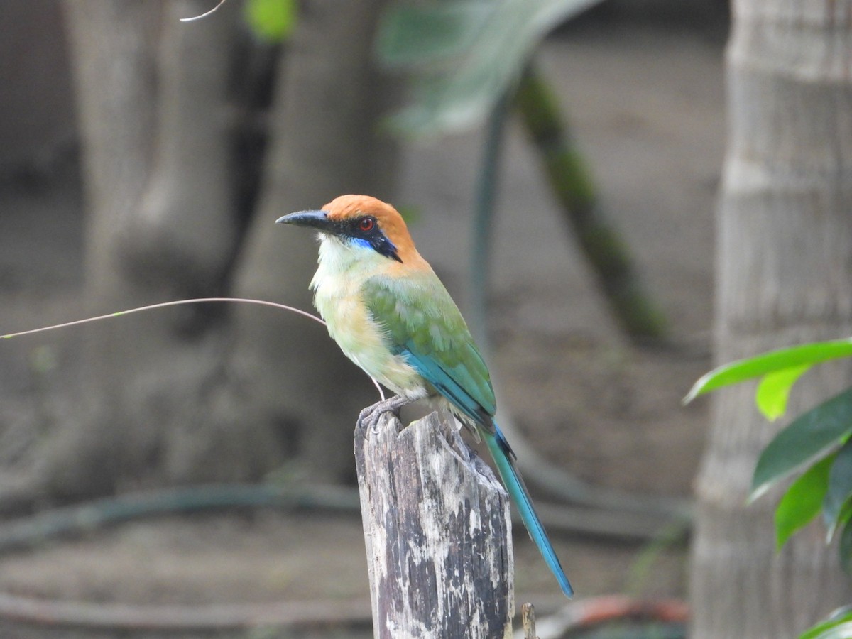 Russet-crowned Motmot - ML641059804