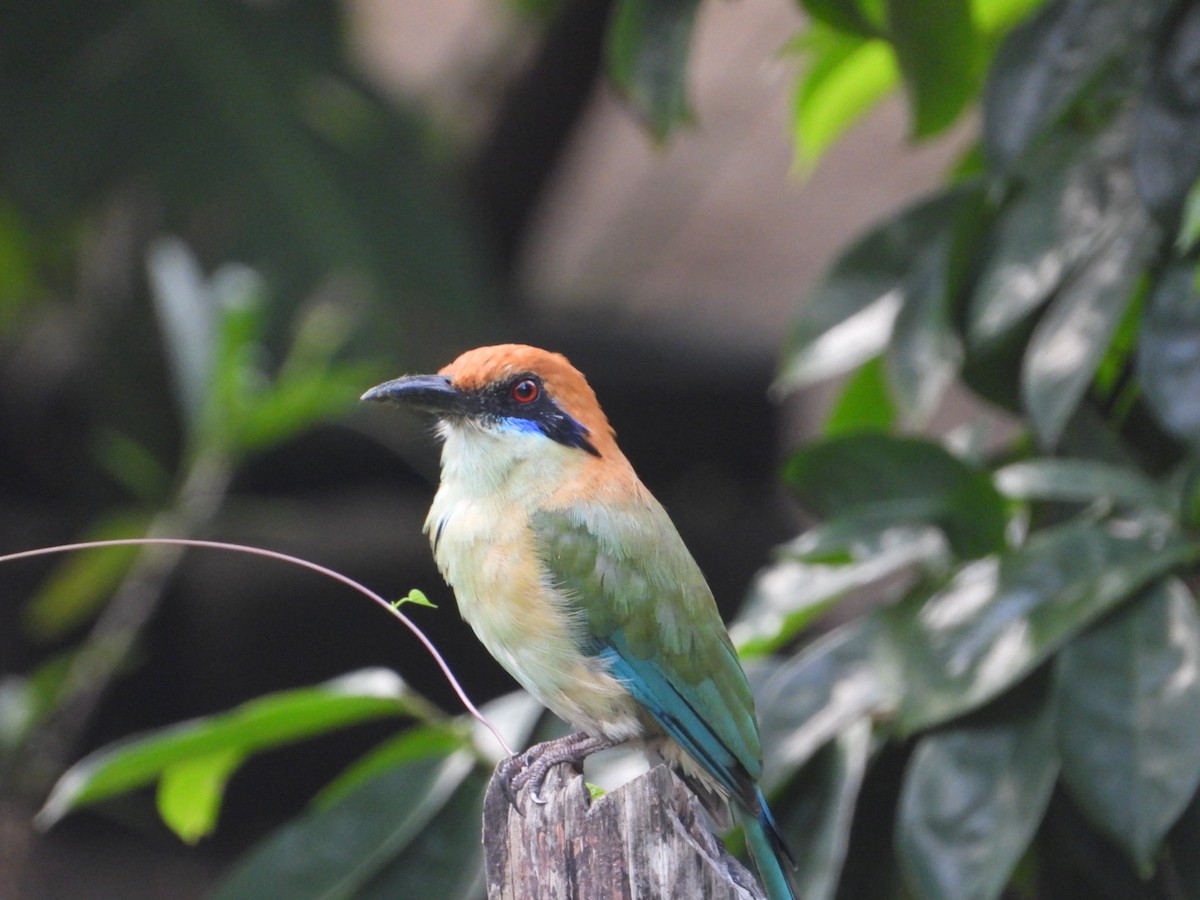 Russet-crowned Motmot - ML641059805