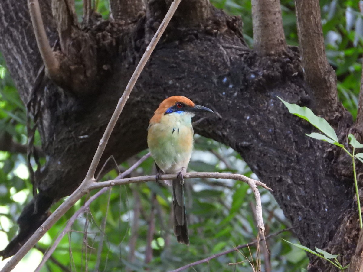 Russet-crowned Motmot - ML641059806