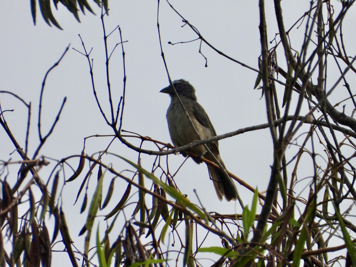 Cinnamon-bellied Saltator - ML641059843