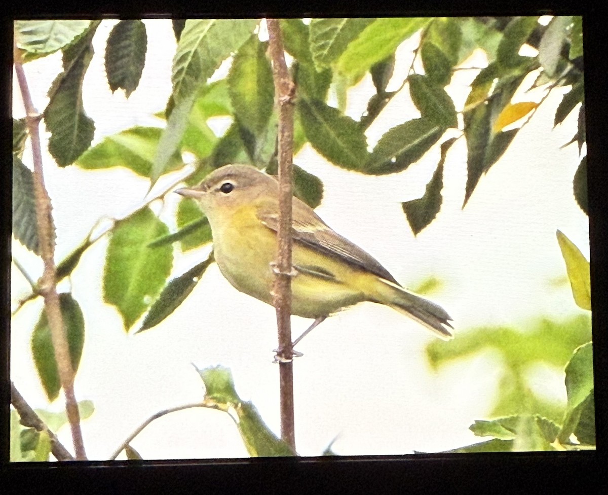 Vireo de Bell - ML641059903