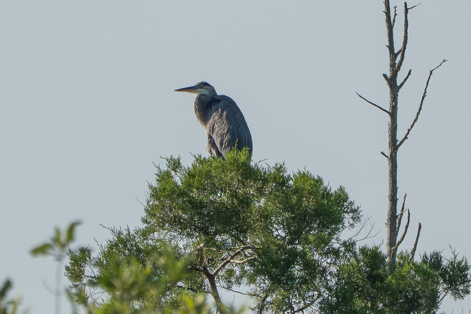 Great Blue Heron - ML641059904
