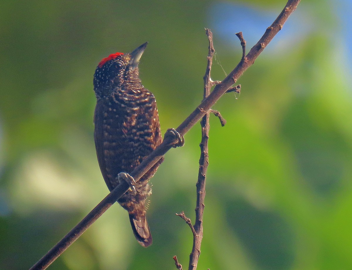 Varzea Piculet - ML641059942