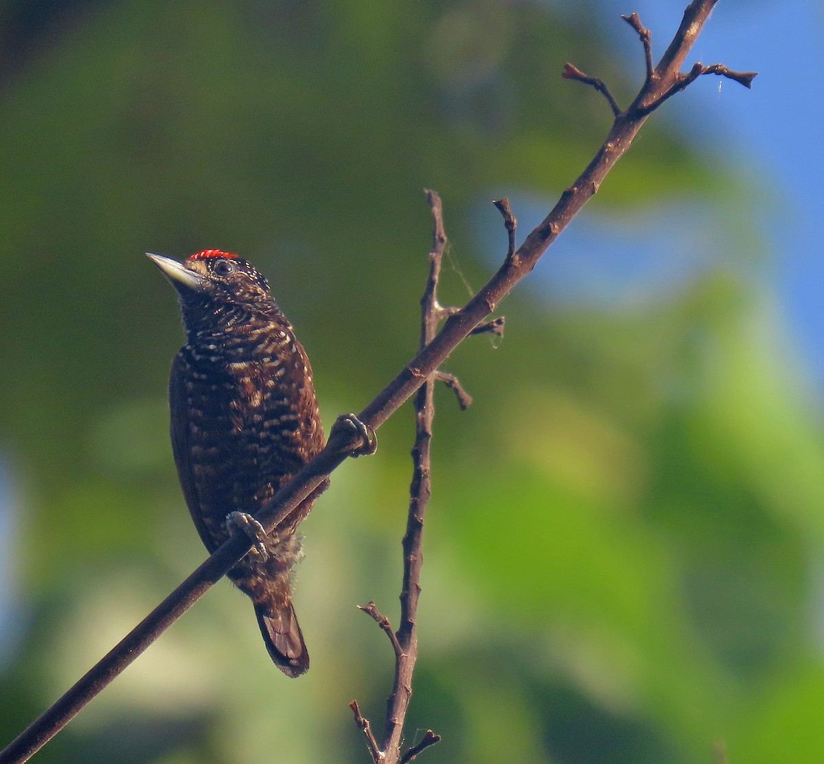 Varzea Piculet - ML641059943