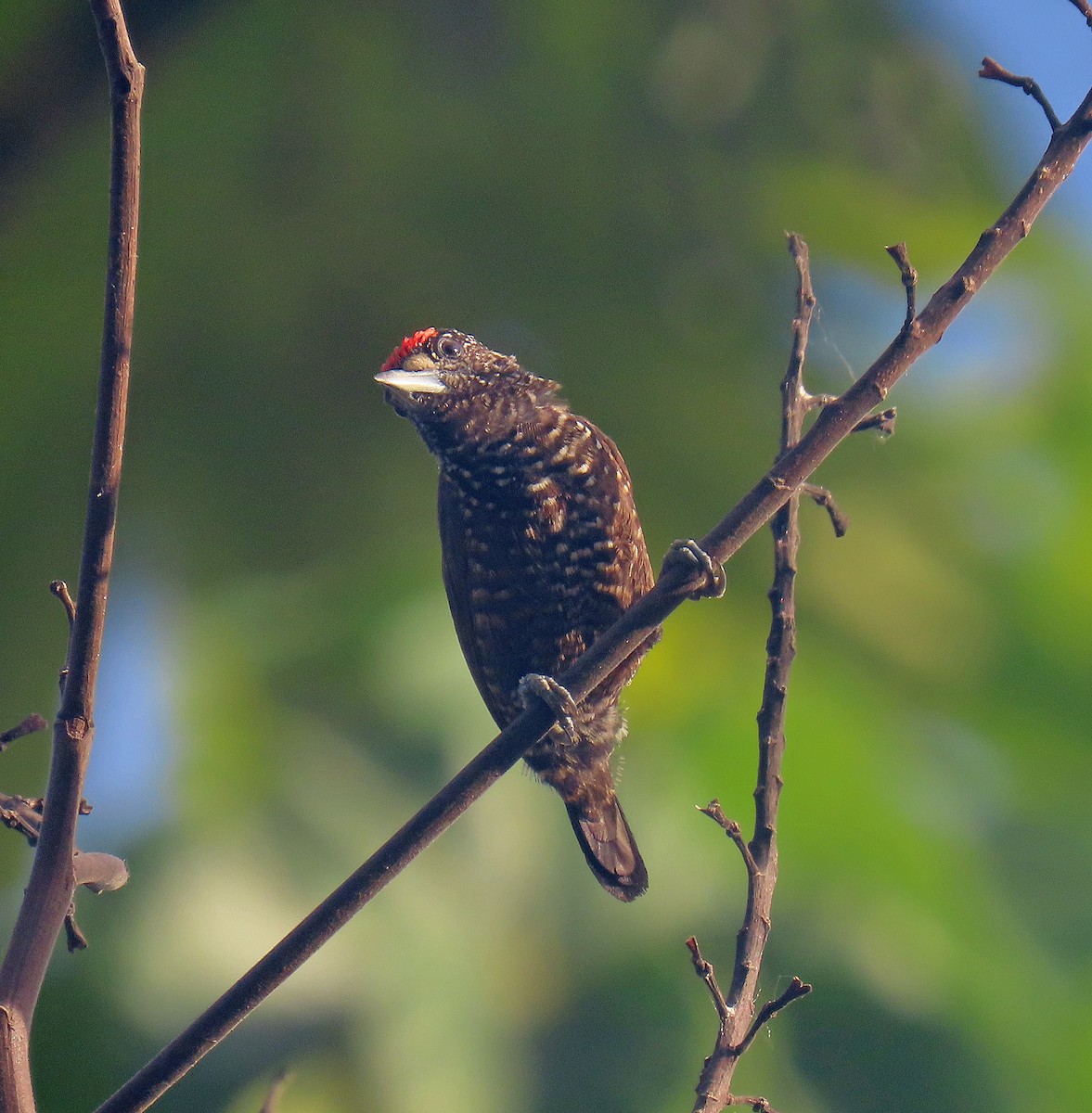 Varzea Piculet - ML641059944
