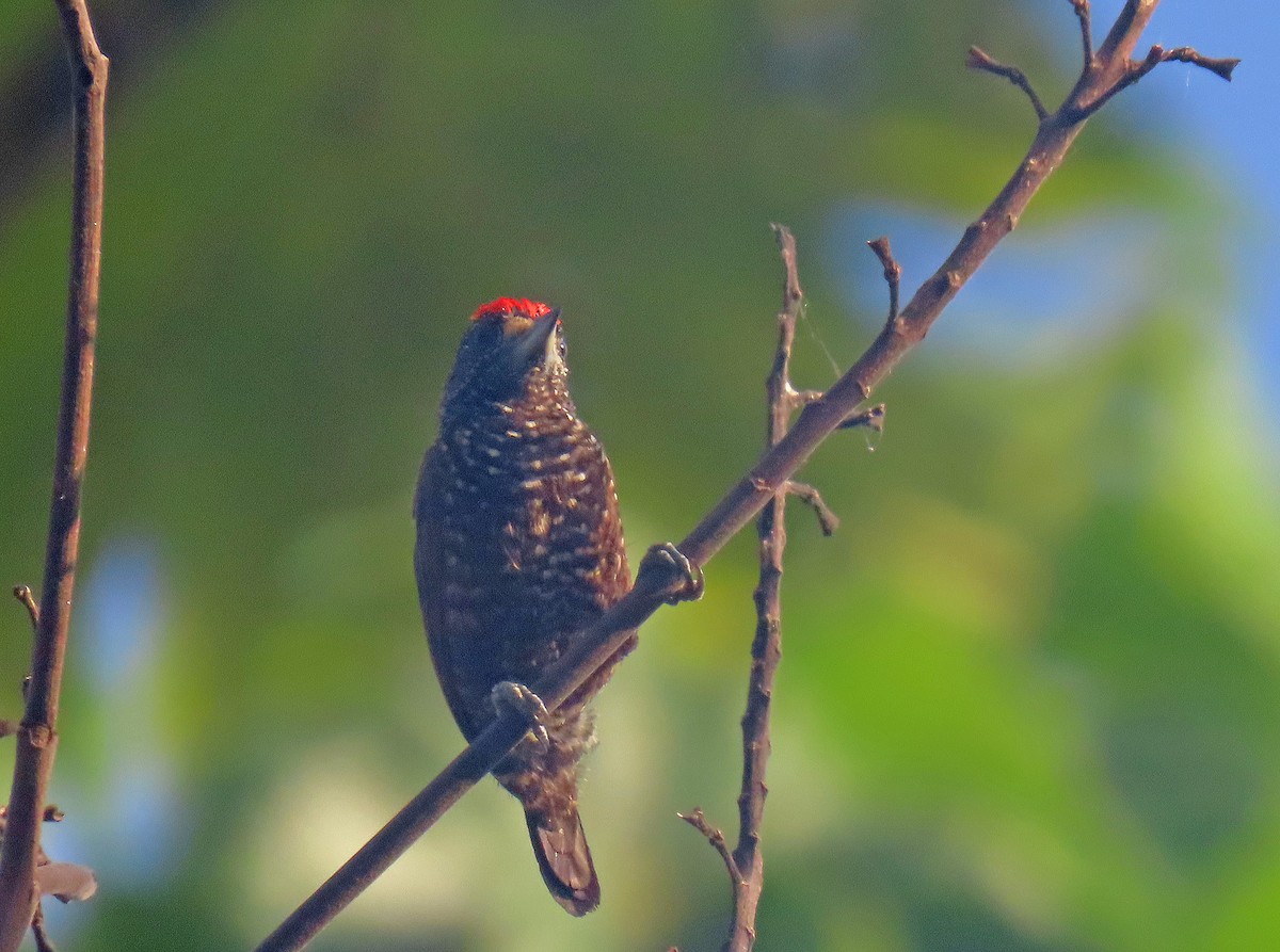 Varzea Piculet - ML641059945