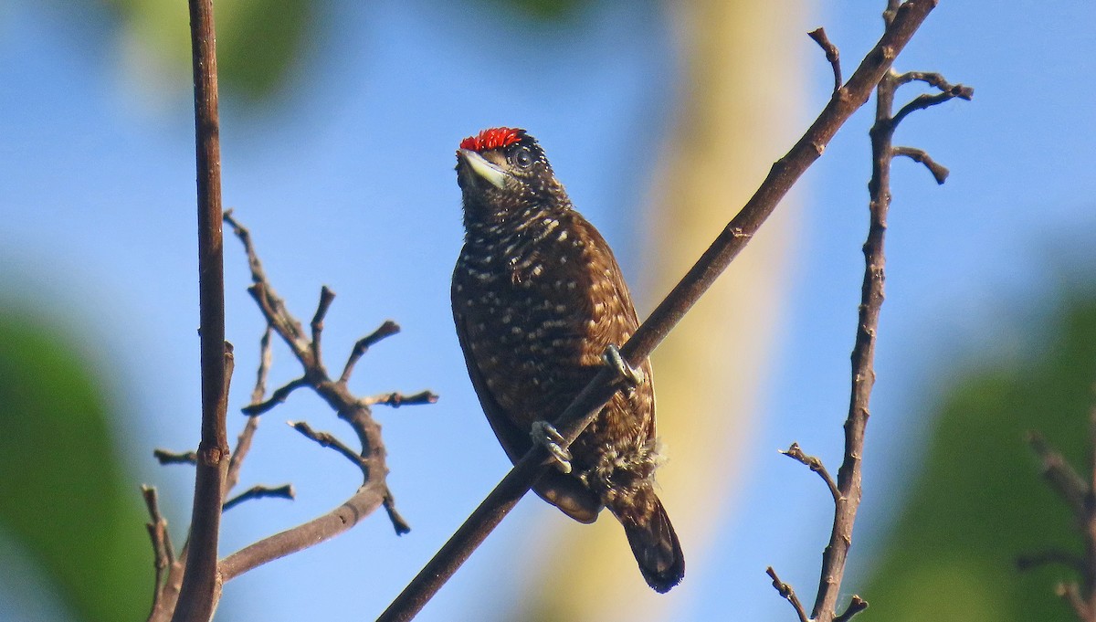 Varzea Piculet - ML641059946