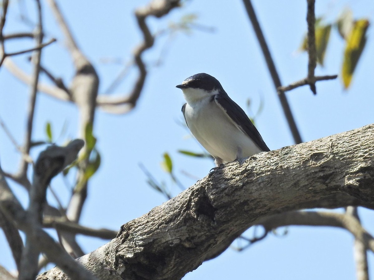 White-rumped Swallow - ML641059958