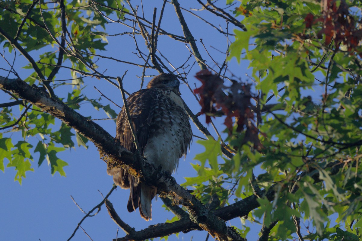Red-tailed Hawk - ML641059964