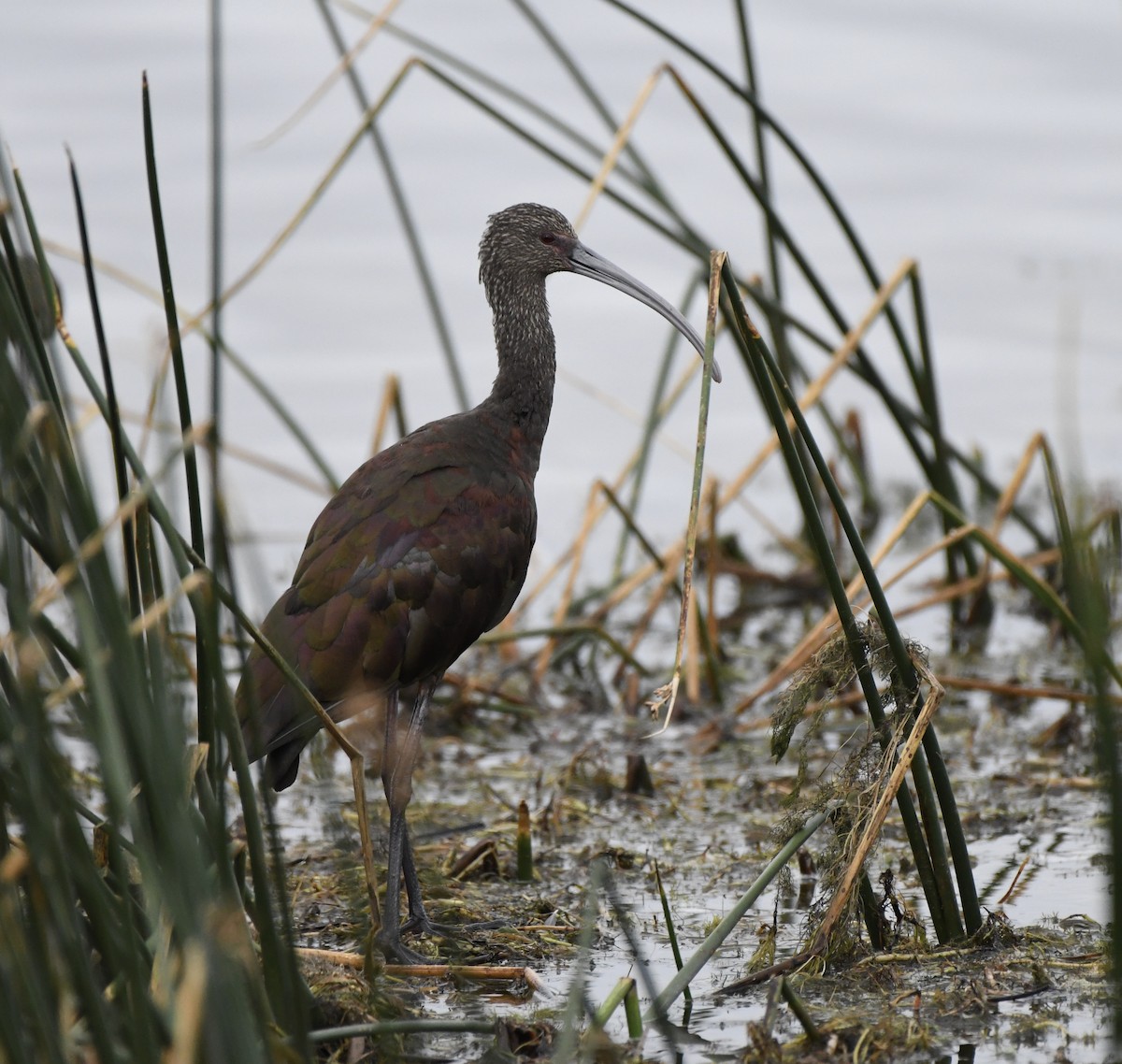 White-faced Ibis - ML641060013