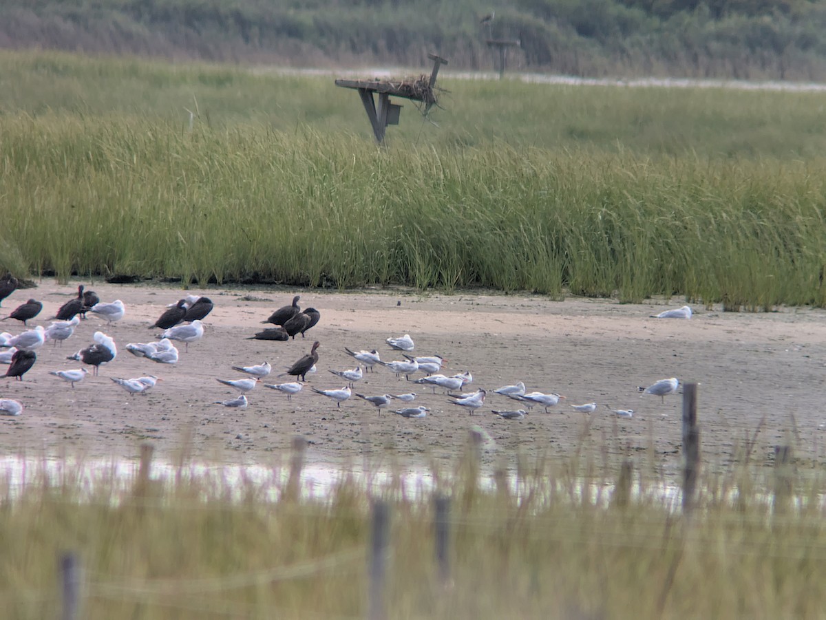 Royal Tern - ML641060019