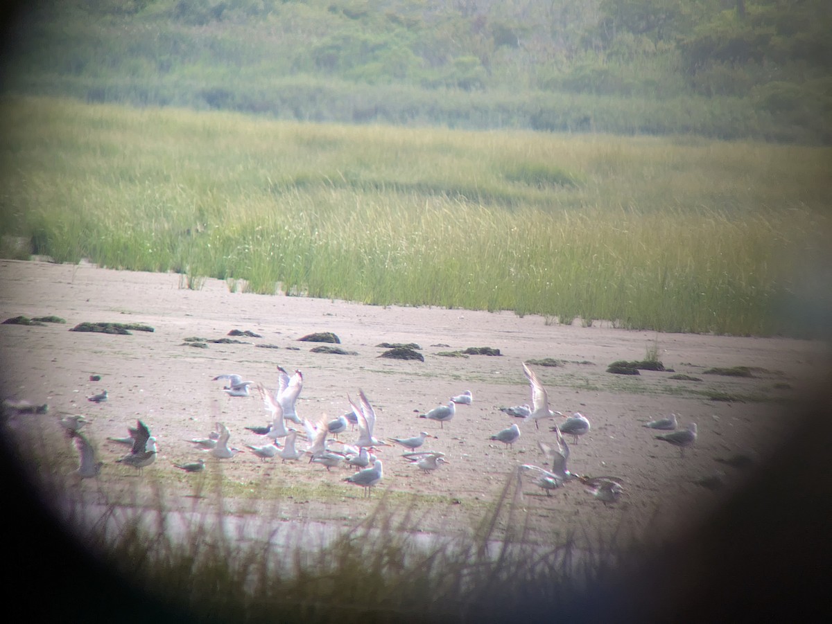 Royal Tern - ML641060020