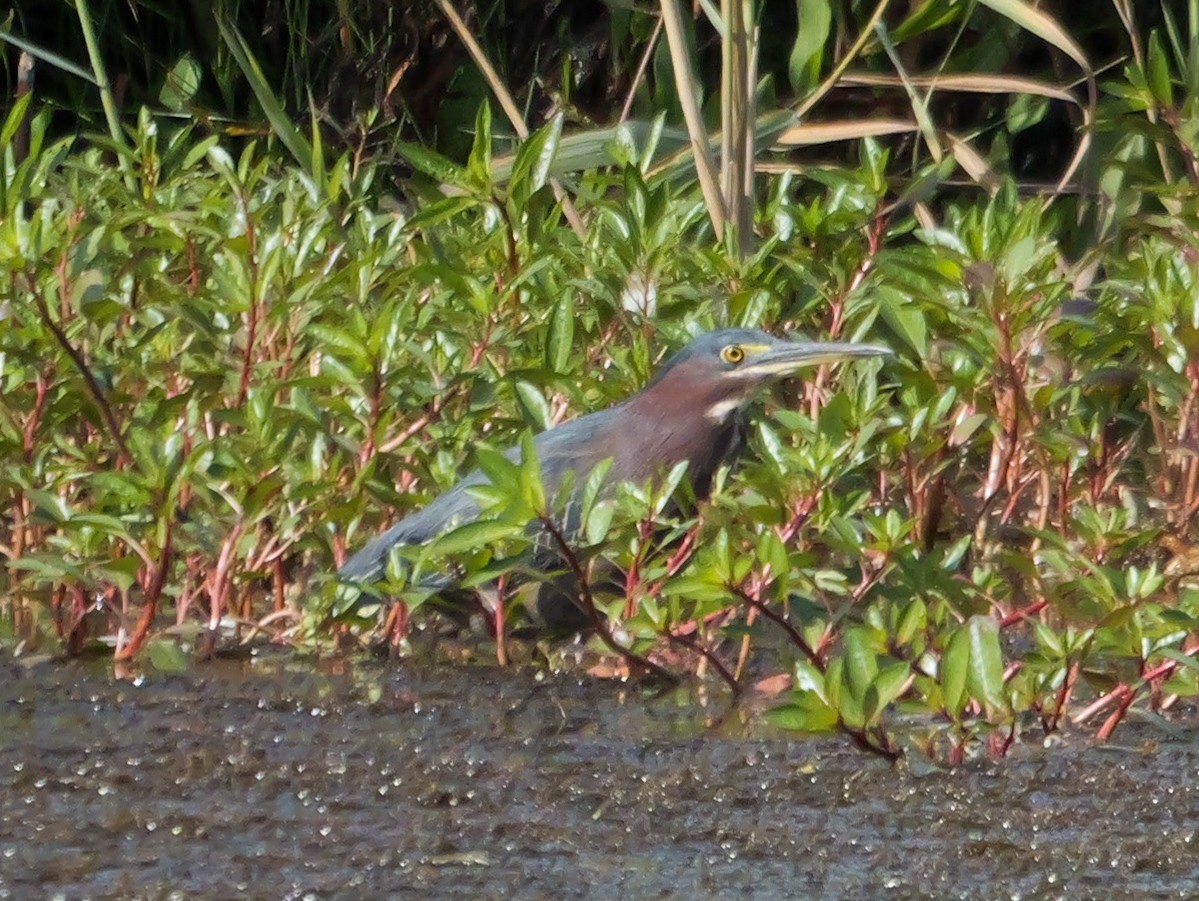 Green Heron - ML641060022