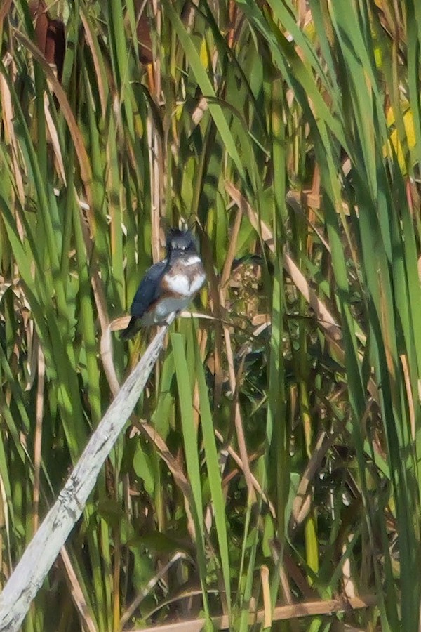 Belted Kingfisher - Roger Horn