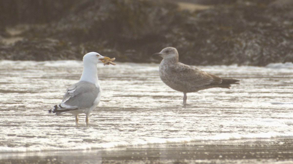American Herring Gull - ML641060031