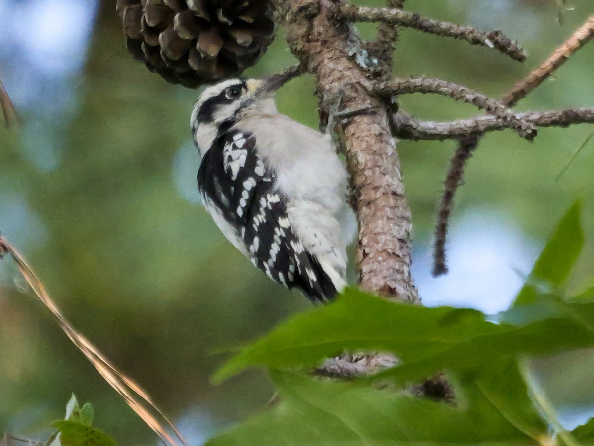Downy Woodpecker (Eastern) - ML641060034