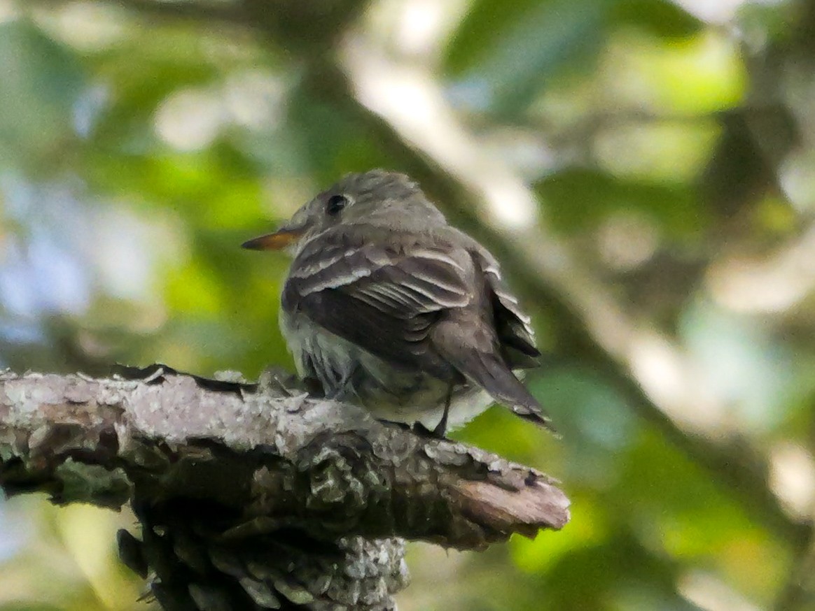 Eastern Wood-Pewee - ML641060053