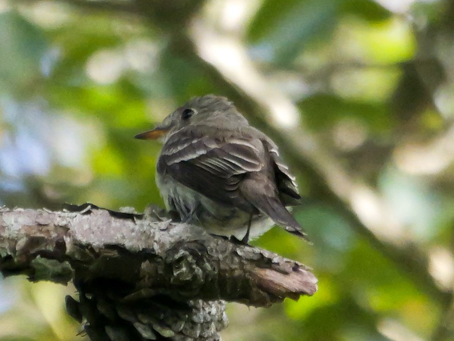 Eastern Wood-Pewee - Roger Horn