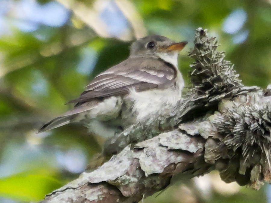 Eastern Wood-Pewee - Roger Horn