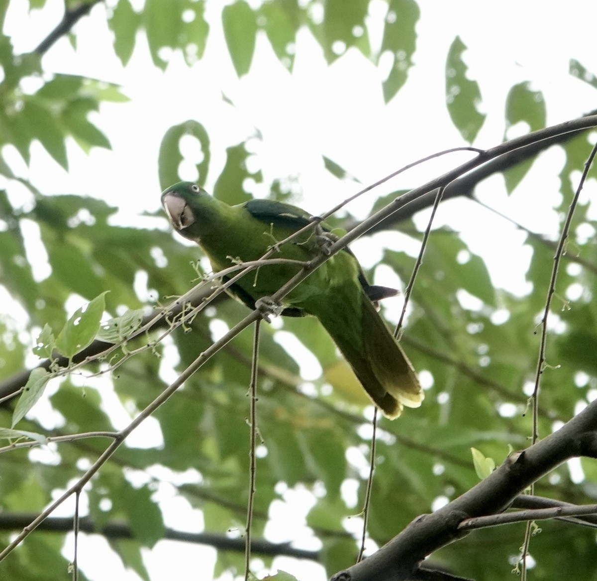 Azure-rumped Parrot - ML641060056