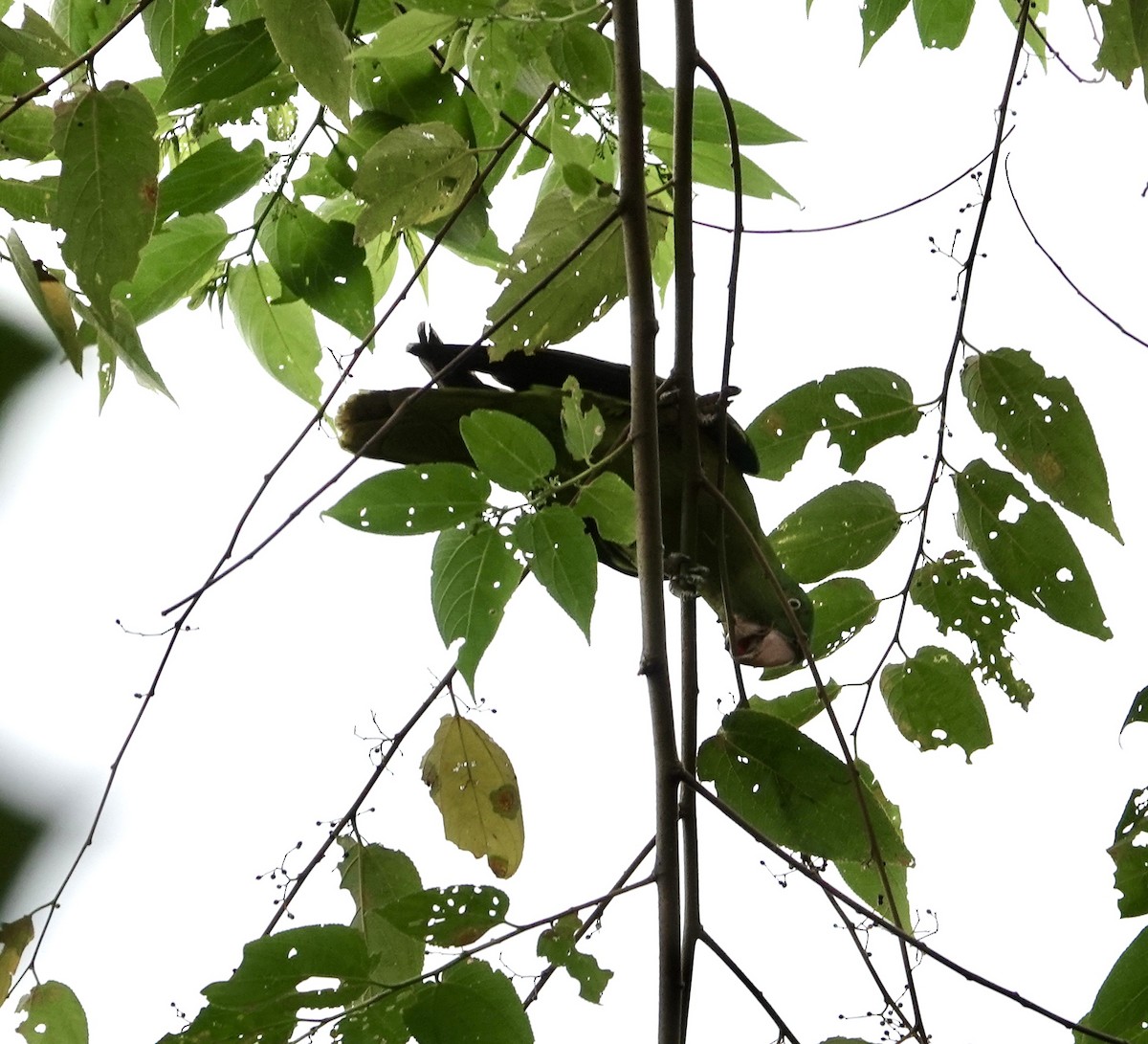 Azure-rumped Parrot - ML641060057