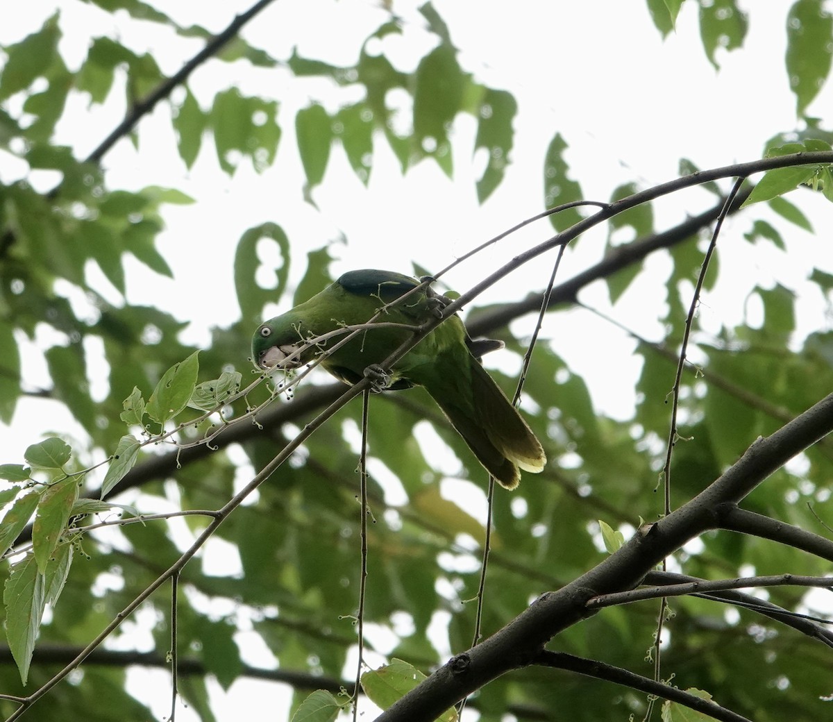 Azure-rumped Parrot - ML641060058